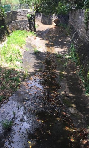 Manoa stream slowly trickles through a channelized section