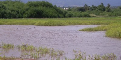 Pouhala Marsh with birds standing in a body of water, surrounded by mountains in the background