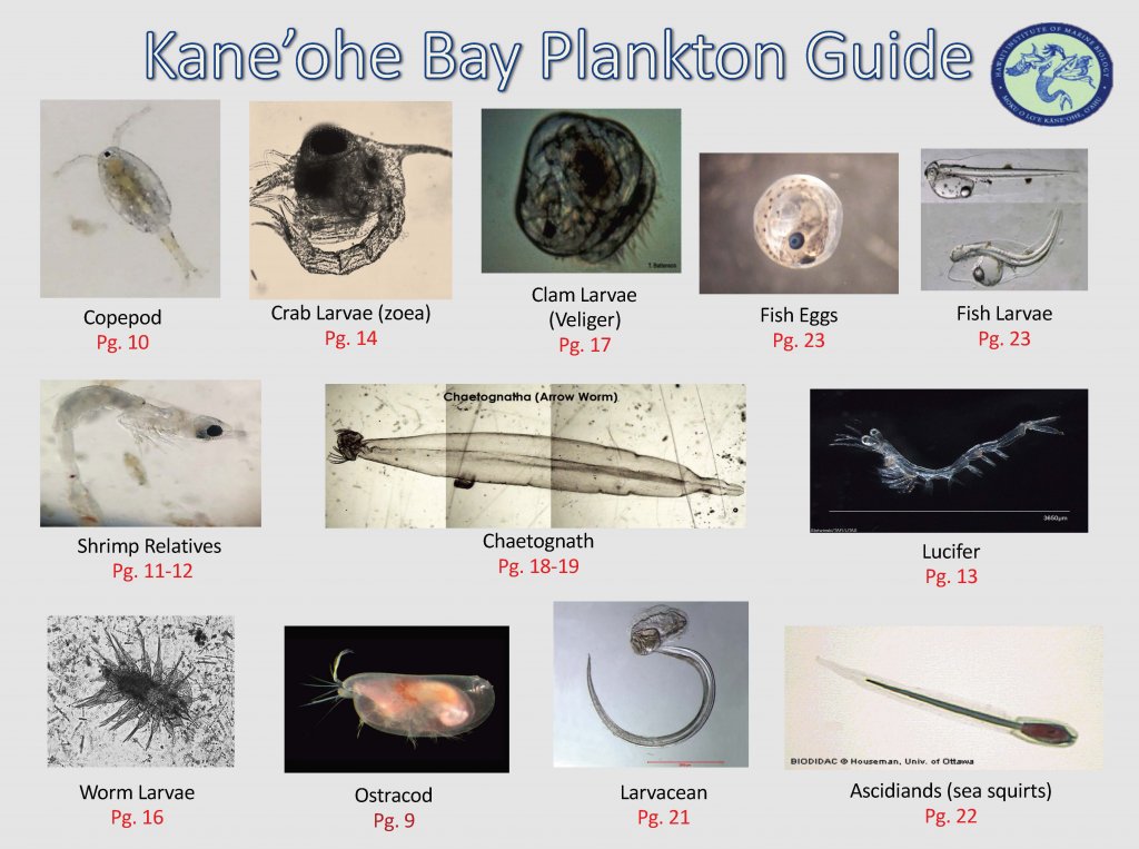 Plankton in Kāneʻohe Bay