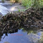 Stream clogged with vegetation debris
