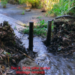 Stream partially cleared of vegetation debris