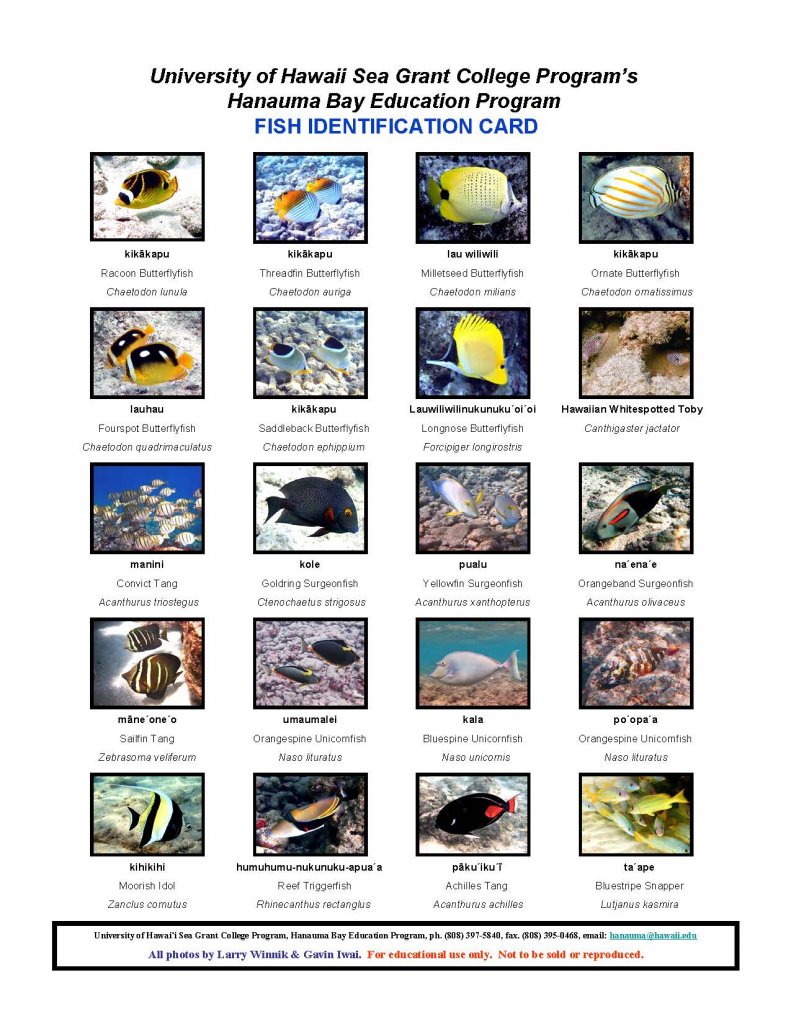 Fish ID card for educational use, the card contains 20 different types of fish