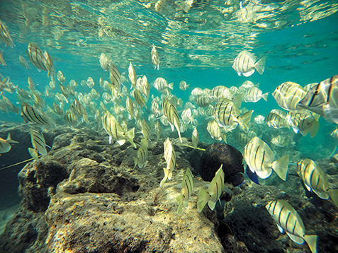 School of Manini swimming above the reef