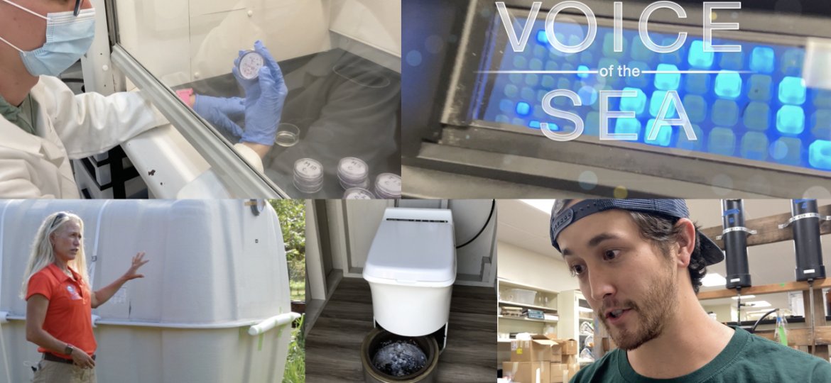 Collage for Voice of the Sea featuring a scientist looking at microbes, Kanesa standing beside a cesspool, a Cinderella toilet and a man with a backwards cap on