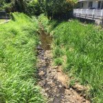 Stream Choked with Invasive Grasses