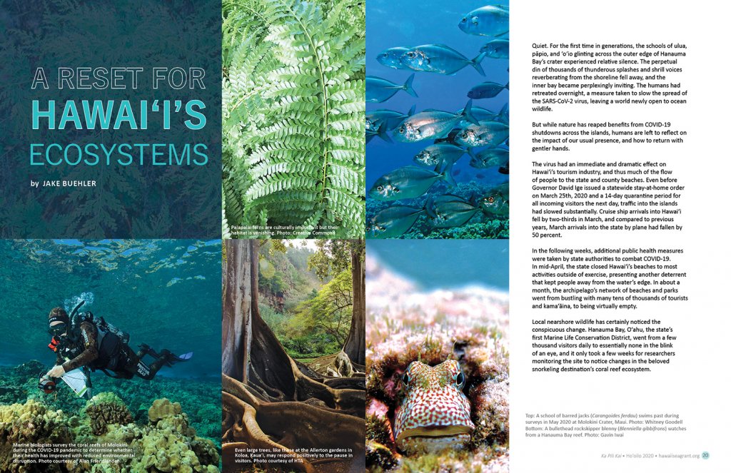 lead spread for Ka Pili Kai article A Reset for Hawai‘i’s Ecosystems. Photos of green Hawaiian fern, trees with large roots, diver conducting survey abouve coral bed, closeup of blenny, and school of silver fish