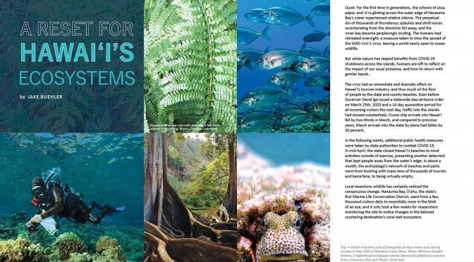 lead spread for Ka Pili Kai article A Reset for Hawai‘i’s Ecosystems. Photos of green Hawaiian fern, trees with large roots, diver conducting survey abouve coral bed, closeup of blenny, and school of silver fish