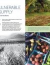 Lead spread for Ka Pili Kai article Hawaiʻi’s Vulnerable Food Supply. Historic black and white image of Oahu pineapple fields, photo of small scale farm and banana trees, close up image of hands processing fresh produce, and close up of eggplant, beets, ochra.