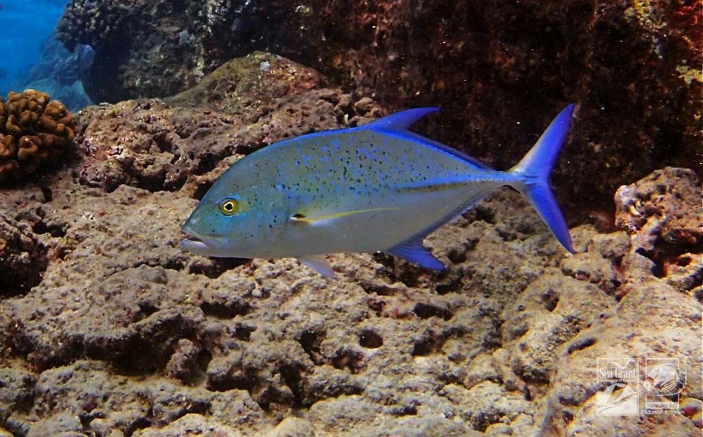 Bluefin Trevally (omilu)