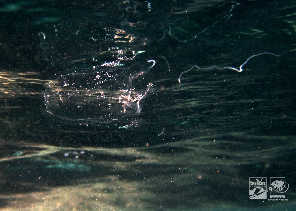 Box Jellyfish