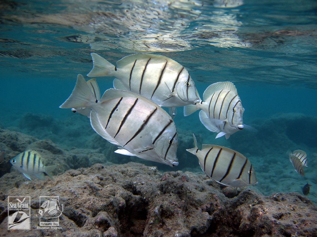 Convict Tang (manini)