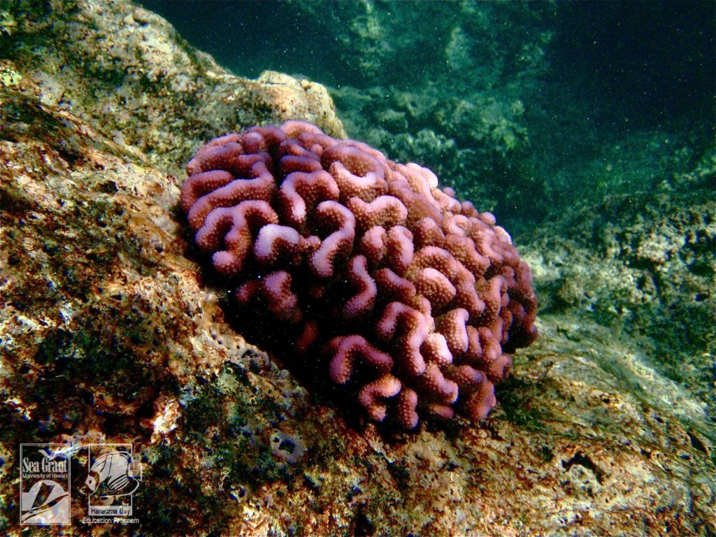 Coral Koʻa in Hanauma Bay