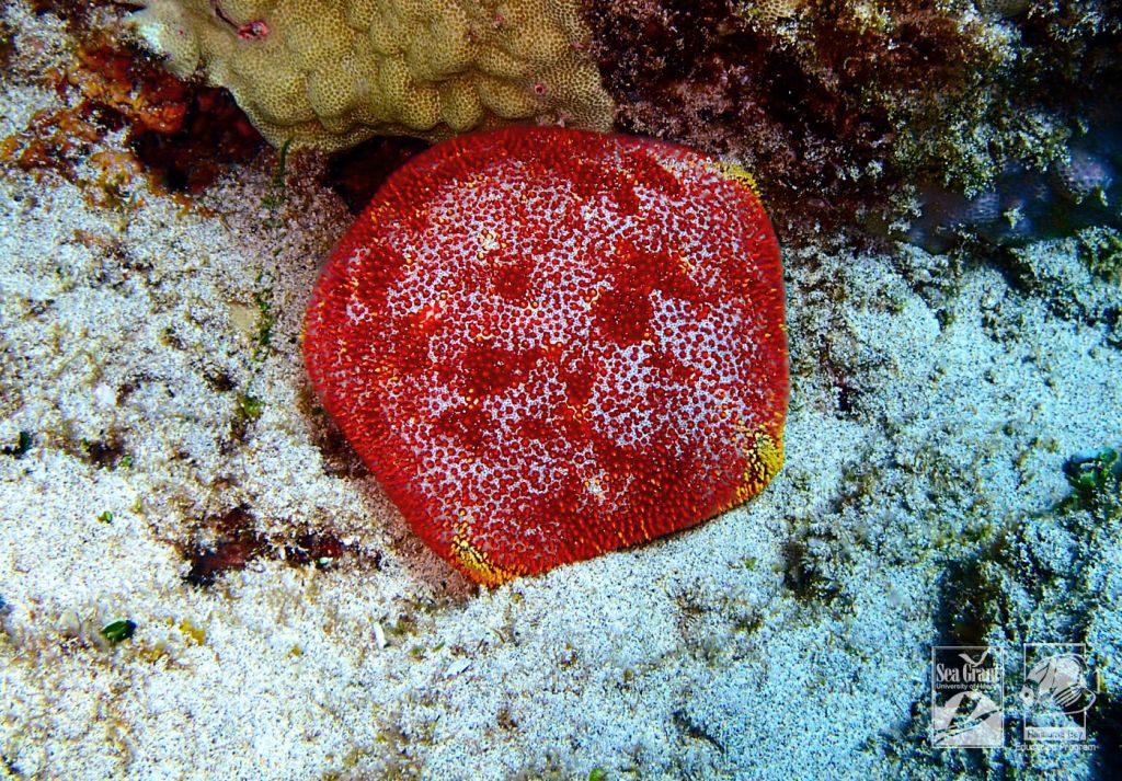 Cushion Sea Star