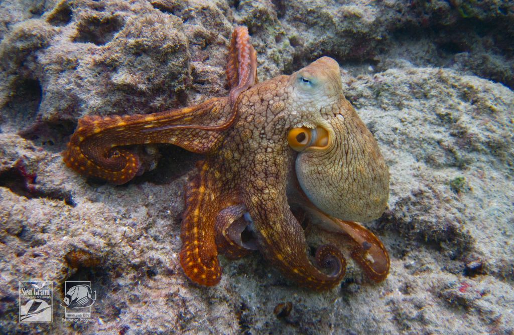 Day Octopus (heʻe mauli)