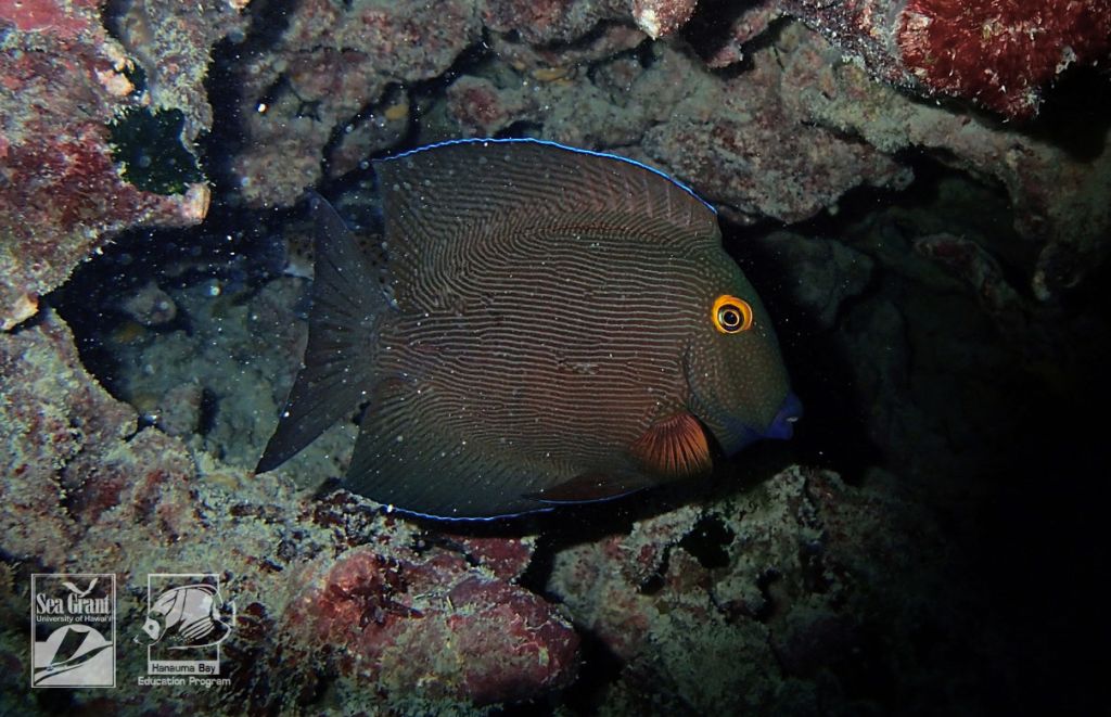 Goldring Surgeonfish kole