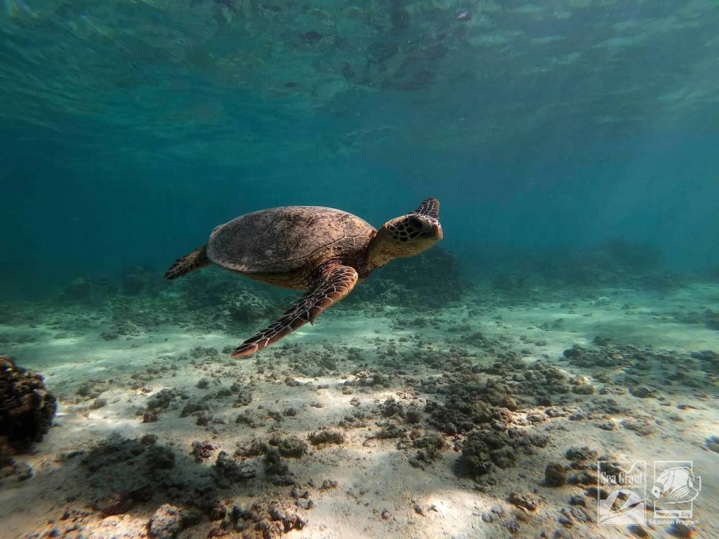 Green Sea Turtle Honu