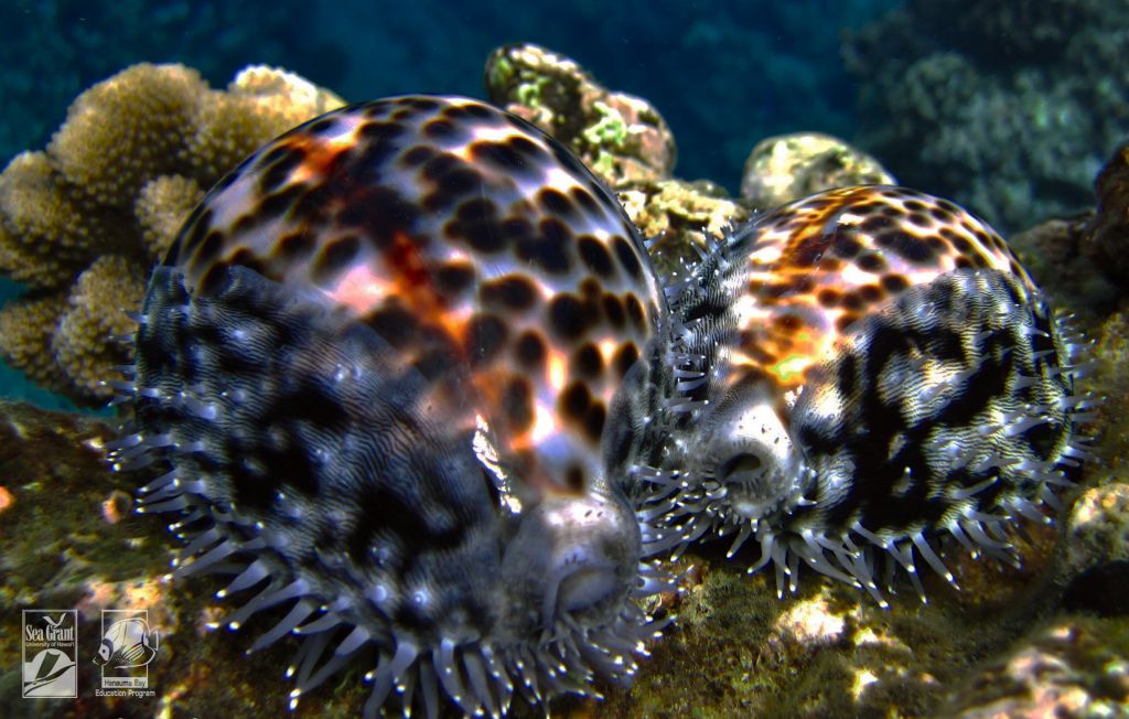 Hawaiian Tiger Cowries (leho)