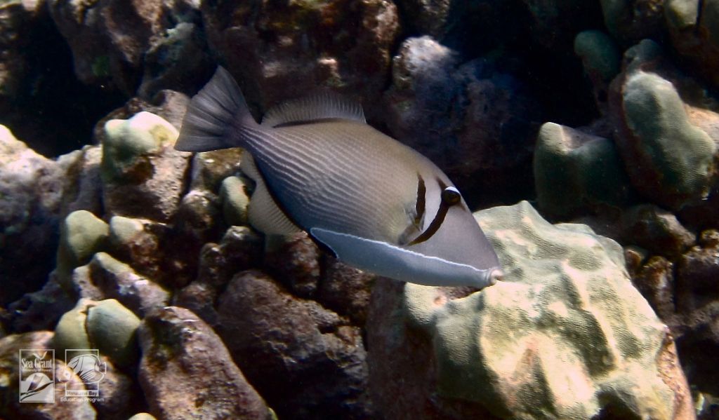 Lei Triggerfish (humuhumu lei)