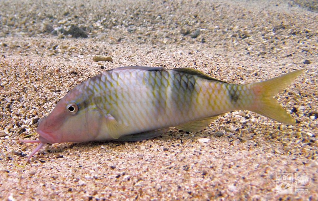 Manybar Goatfish (moana)