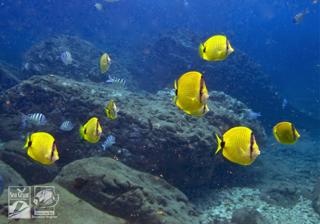 Milletseed Butterflyfish (lauwiliwili)