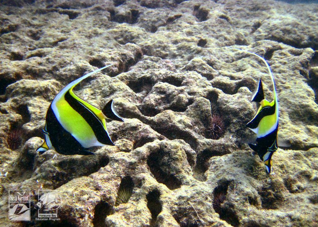 Moorish Idol pair (kihikihi)