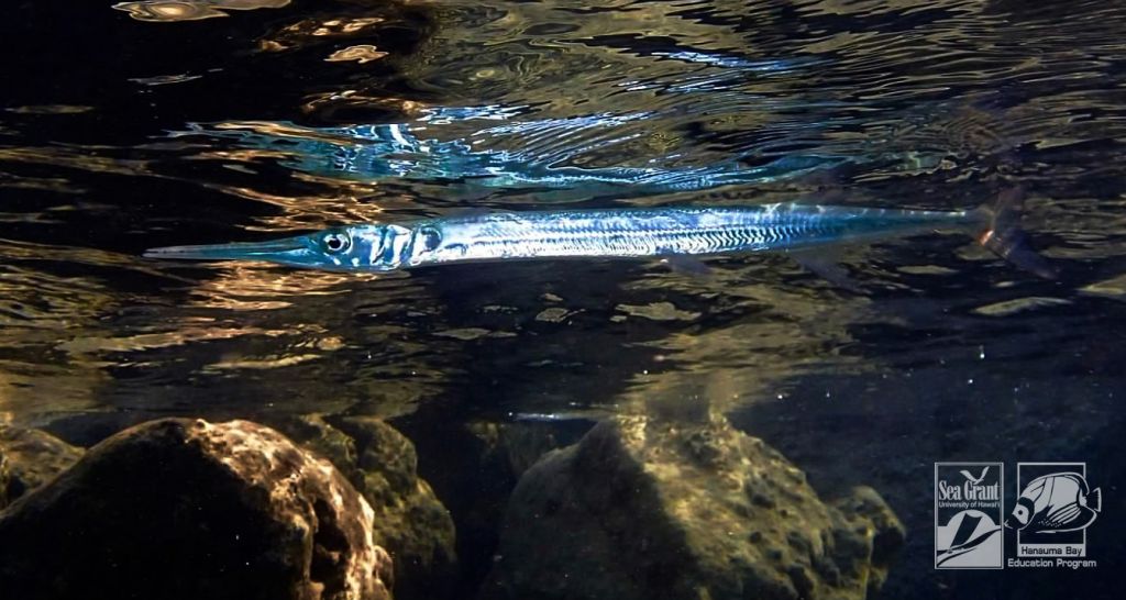 Needlefish (ʻaha) in Hanauma Bay