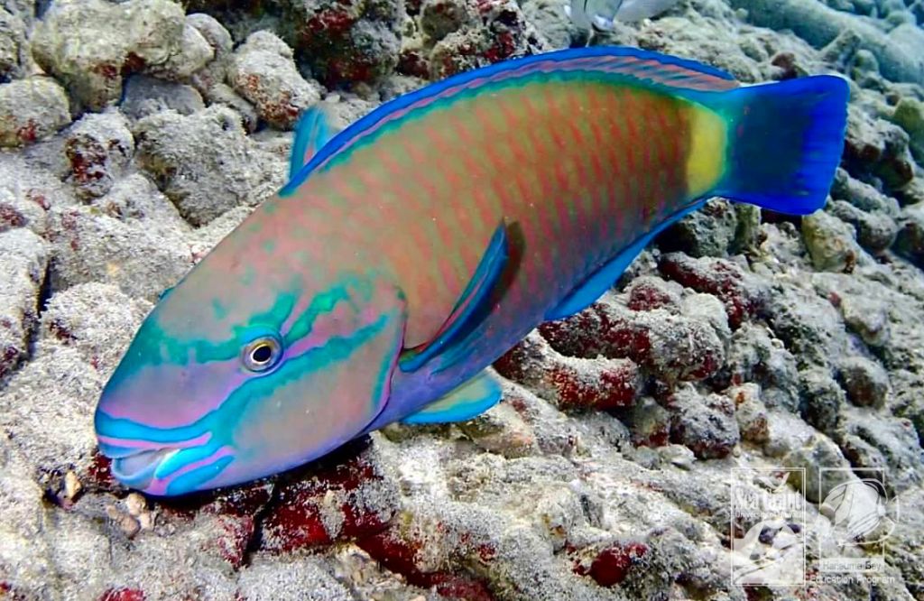 Parrotfish (uhu)