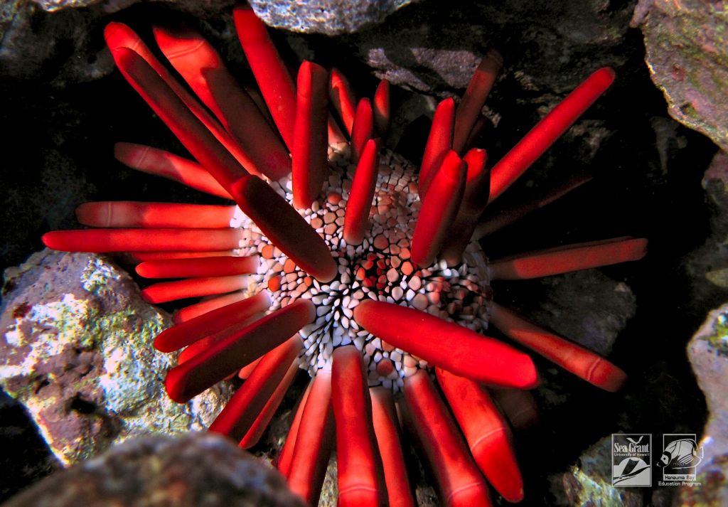 Red Slate Pencil Urchin