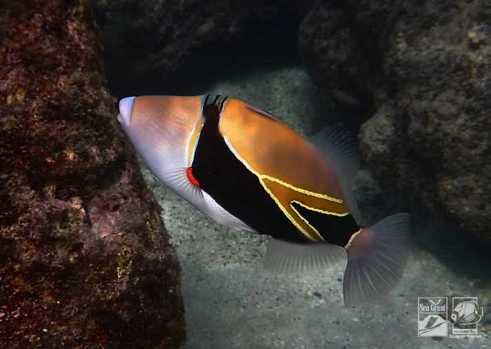 Reef Triggerfish (humuhumunukunukuapuaʻa)