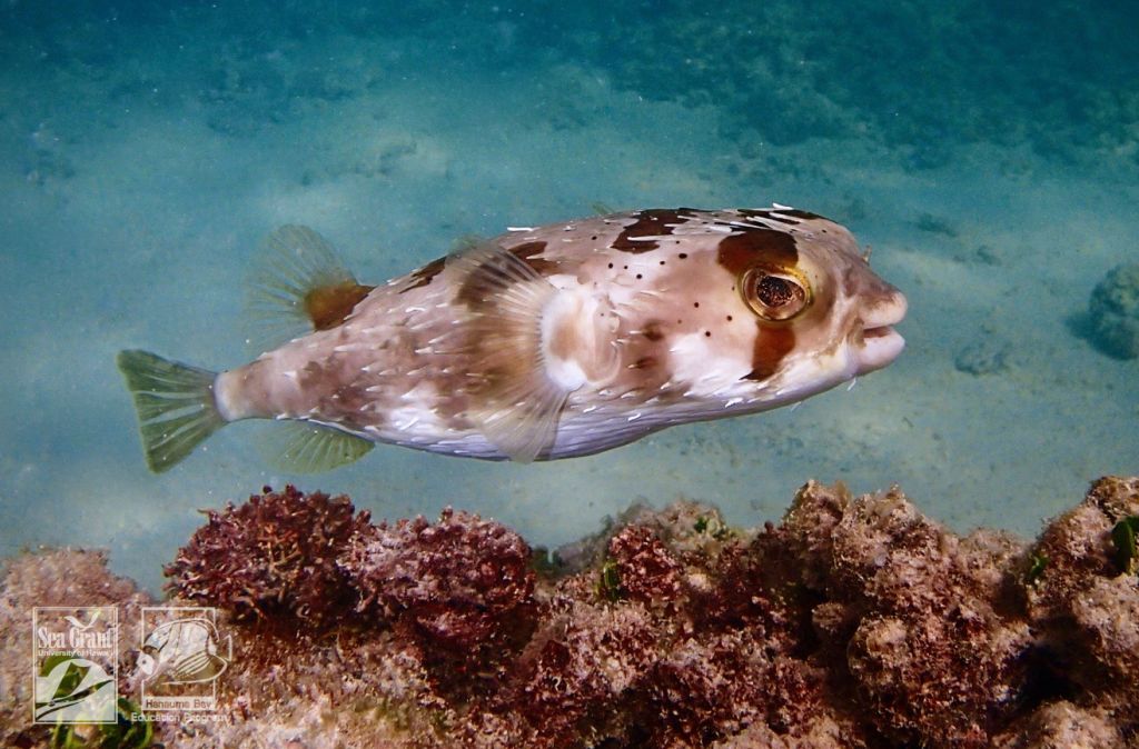 Spiny Porcupine Fish