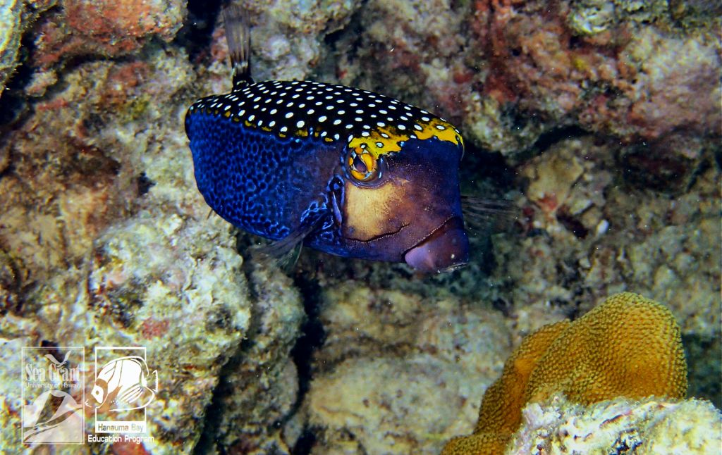 Spotted Boxfish (Moa)