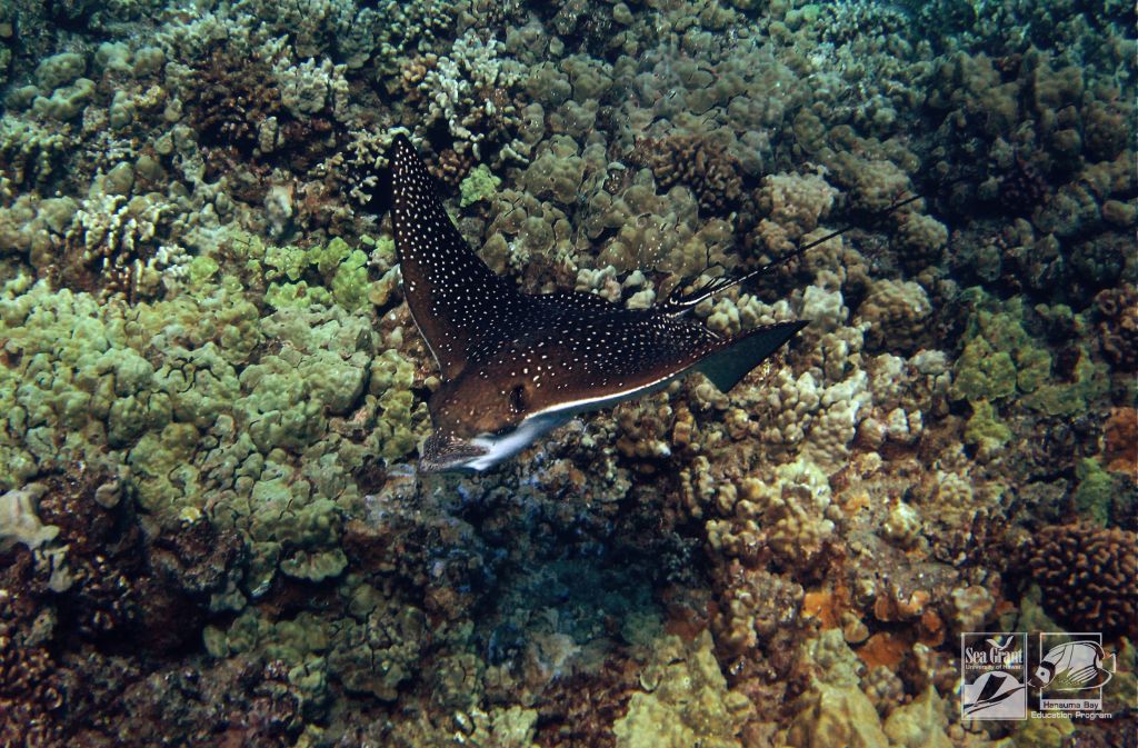 Spotted Eagle Ray (hīhīmanu)