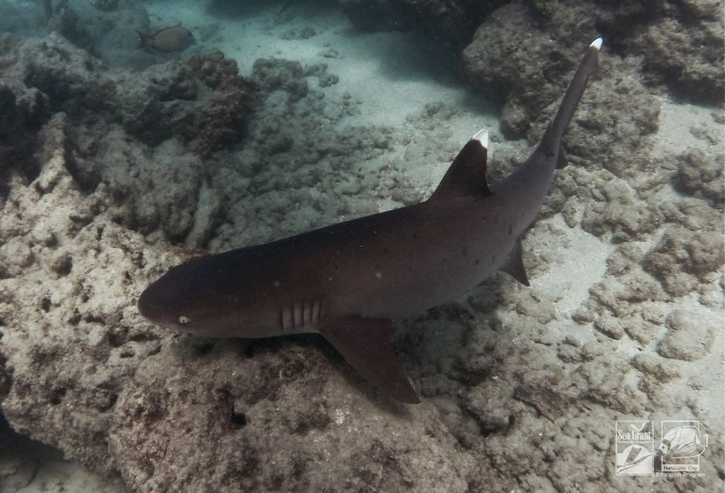 Whitetip Reef Shark Mano Lalakea