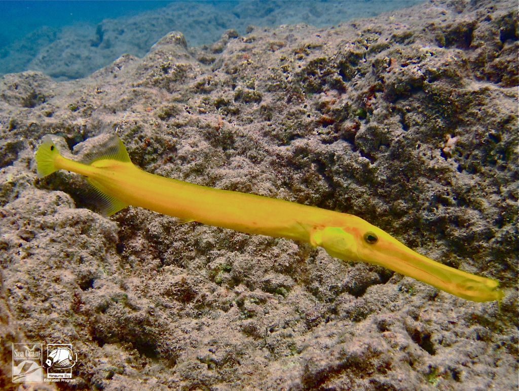 Yellow Trumpetfish nunu