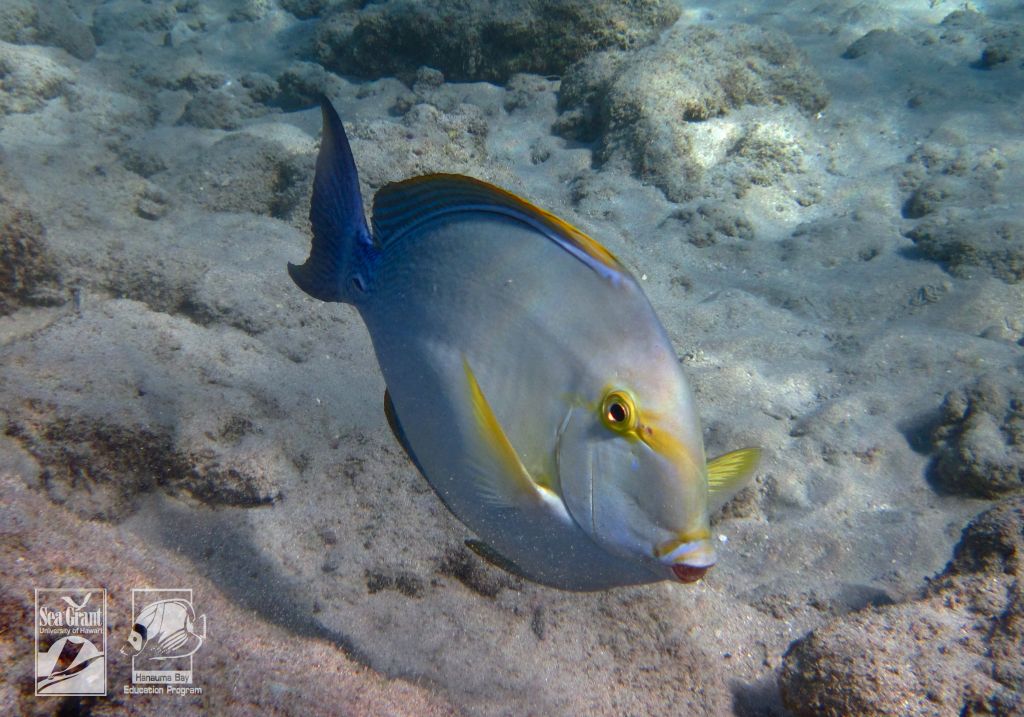 Yellowfin Surgeonfish (pualu)