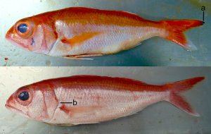 Etelis boweni above and red snapper below