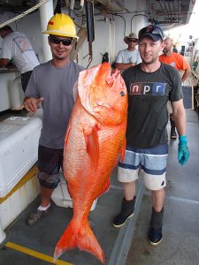 Two men lift up their catch, a giant ruby snapper, 31 kilograms