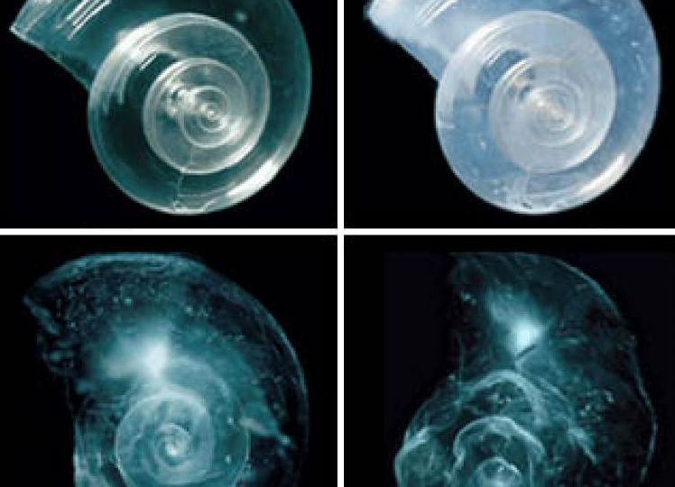 Four tiny plankton shells show stages of degradation