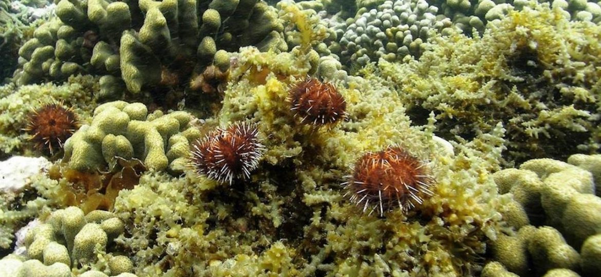 Sea Urchin Hatchery