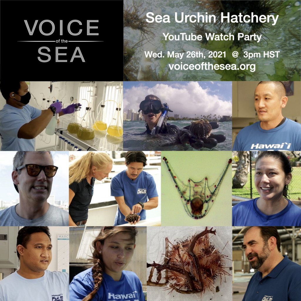 Voice of the Sea Sea Urchin Hatchery YouTube watch party May 2021