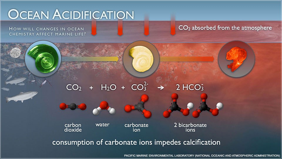 Graphic illustrating chemical reactions that occurs during ocean acidification