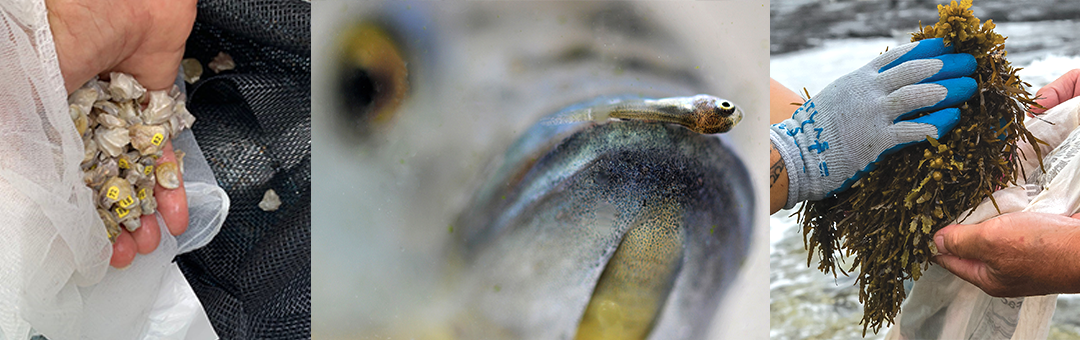 Three images in a row, hand holding a bunch of small oysters, close up of big fish face with small fish near it's mouth, and gloved hands holding lumu.