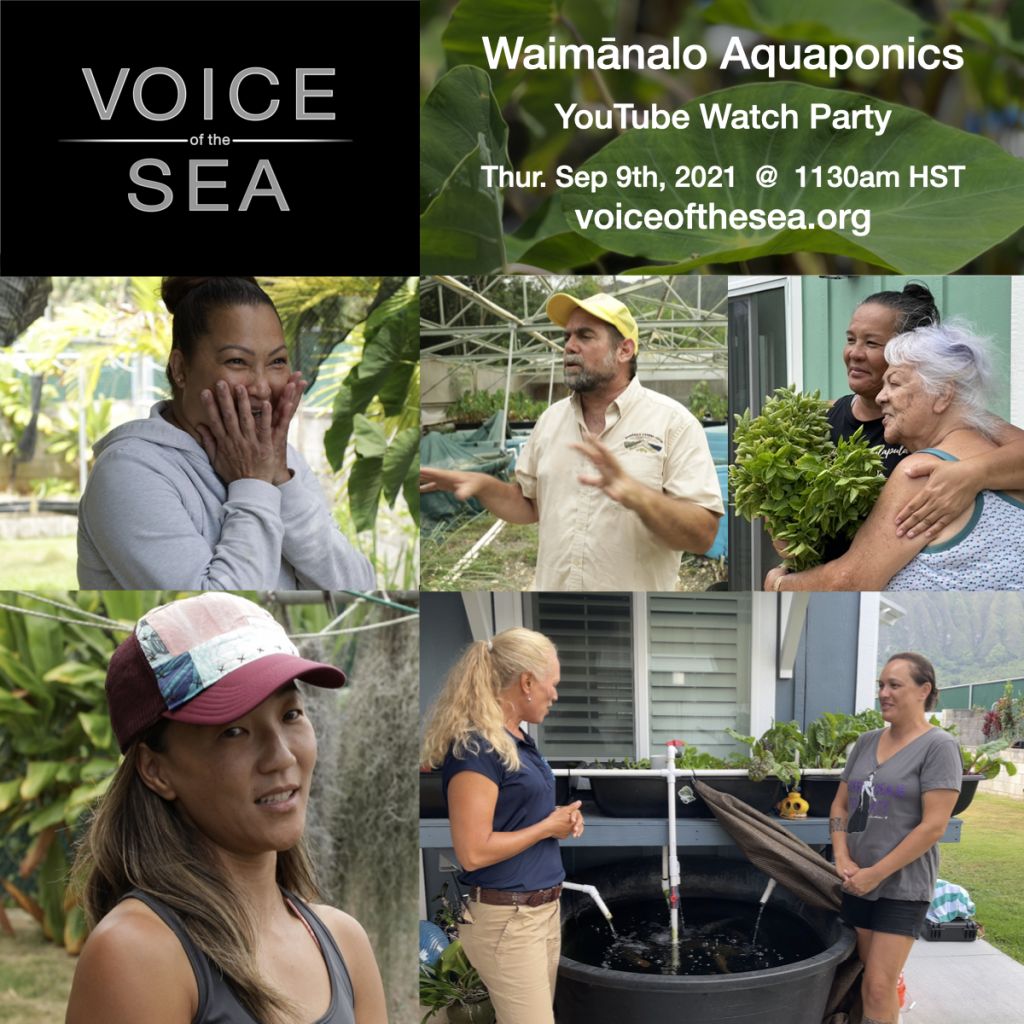 Flyer for Voice of the Sea Waimānalo Aquaponics YouTube watch party September 2021