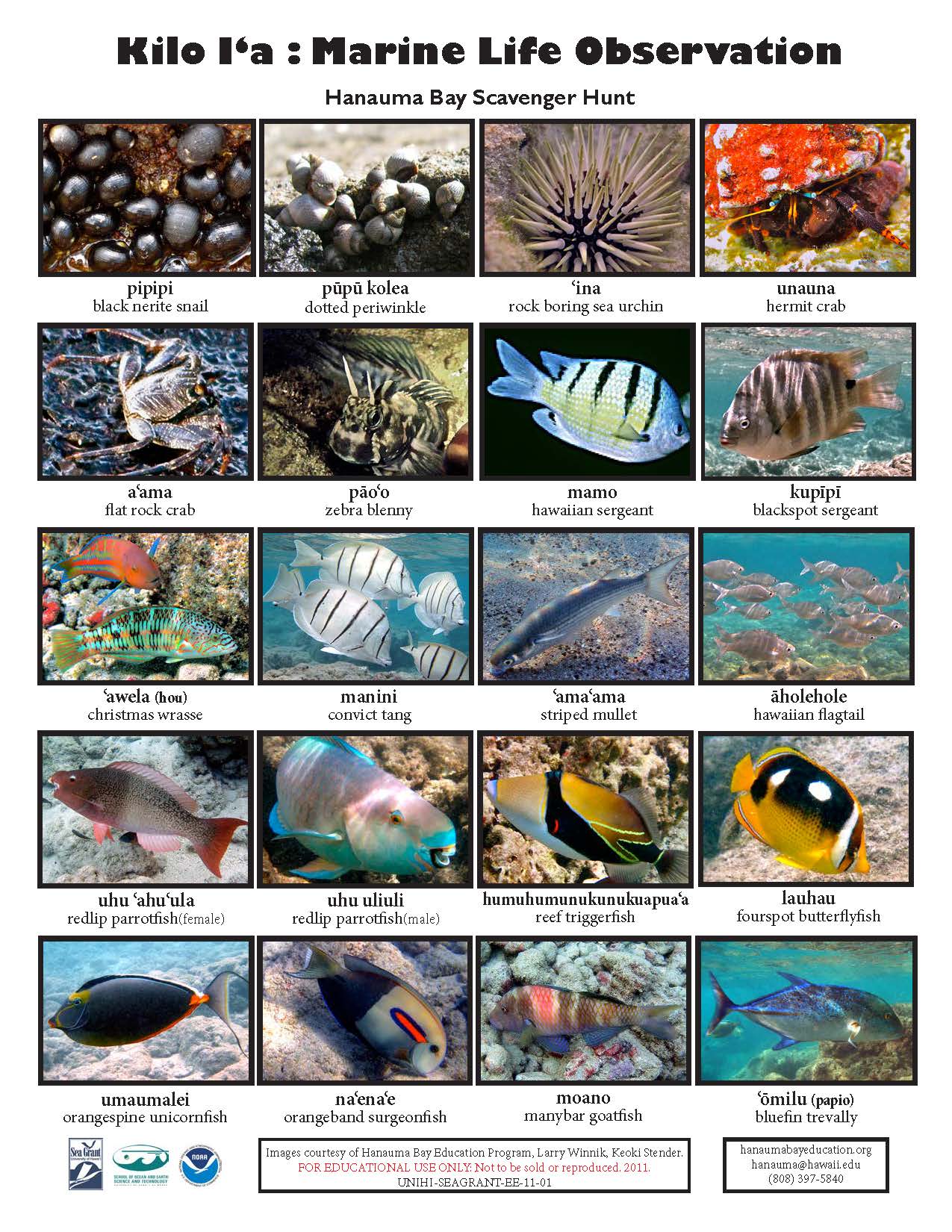 20 species of fish and crabs named and depicted in a bingo style card