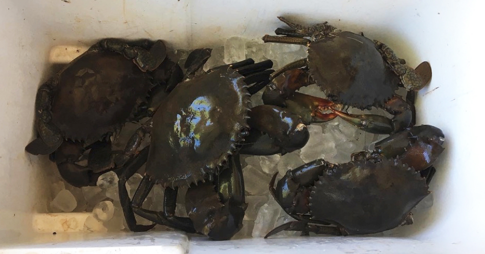 Looking down into a bucket of large, dark-shelled crabs