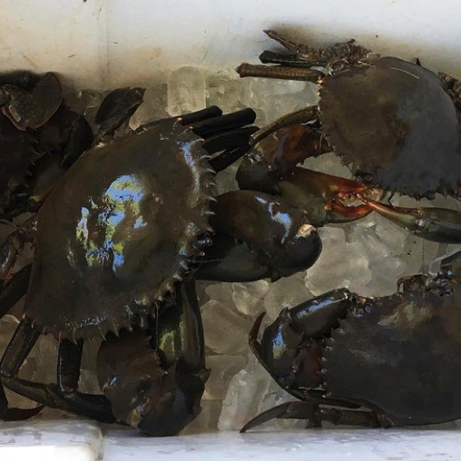 Crabs over ice in a bucket