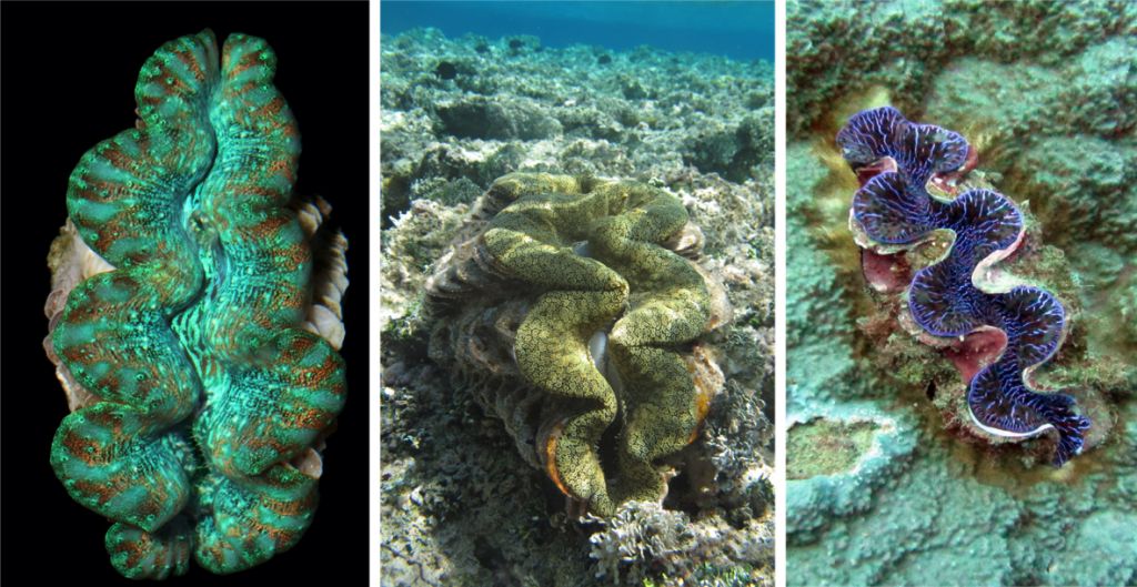 Three images of colorful giant clams