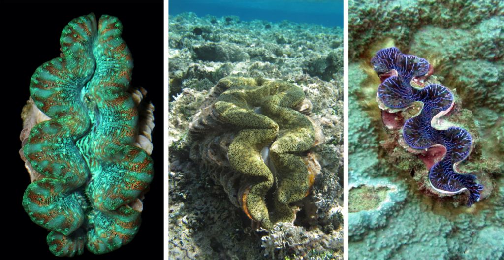 What eats on sale giant clams