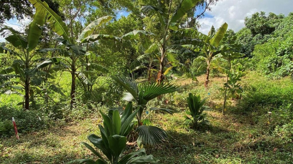 View of a verdant mixture of trees and shrubs