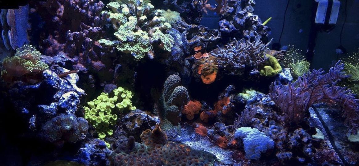 A colorful assortment of corals on display in an aquarium